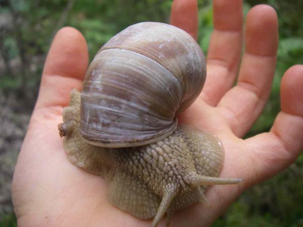 Weinbergschnecke