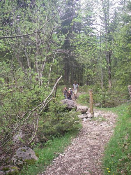 Der Weg führt durch den Wald