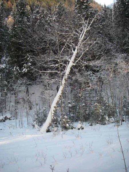 Weißer Baum