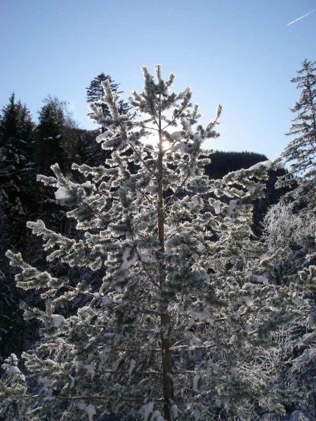 Winterbaum