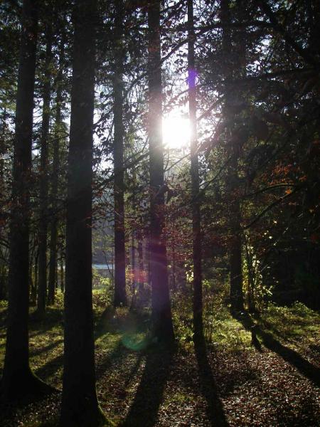 Tiefstehende Sonne