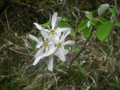 ...und schöne Blüten am Weg